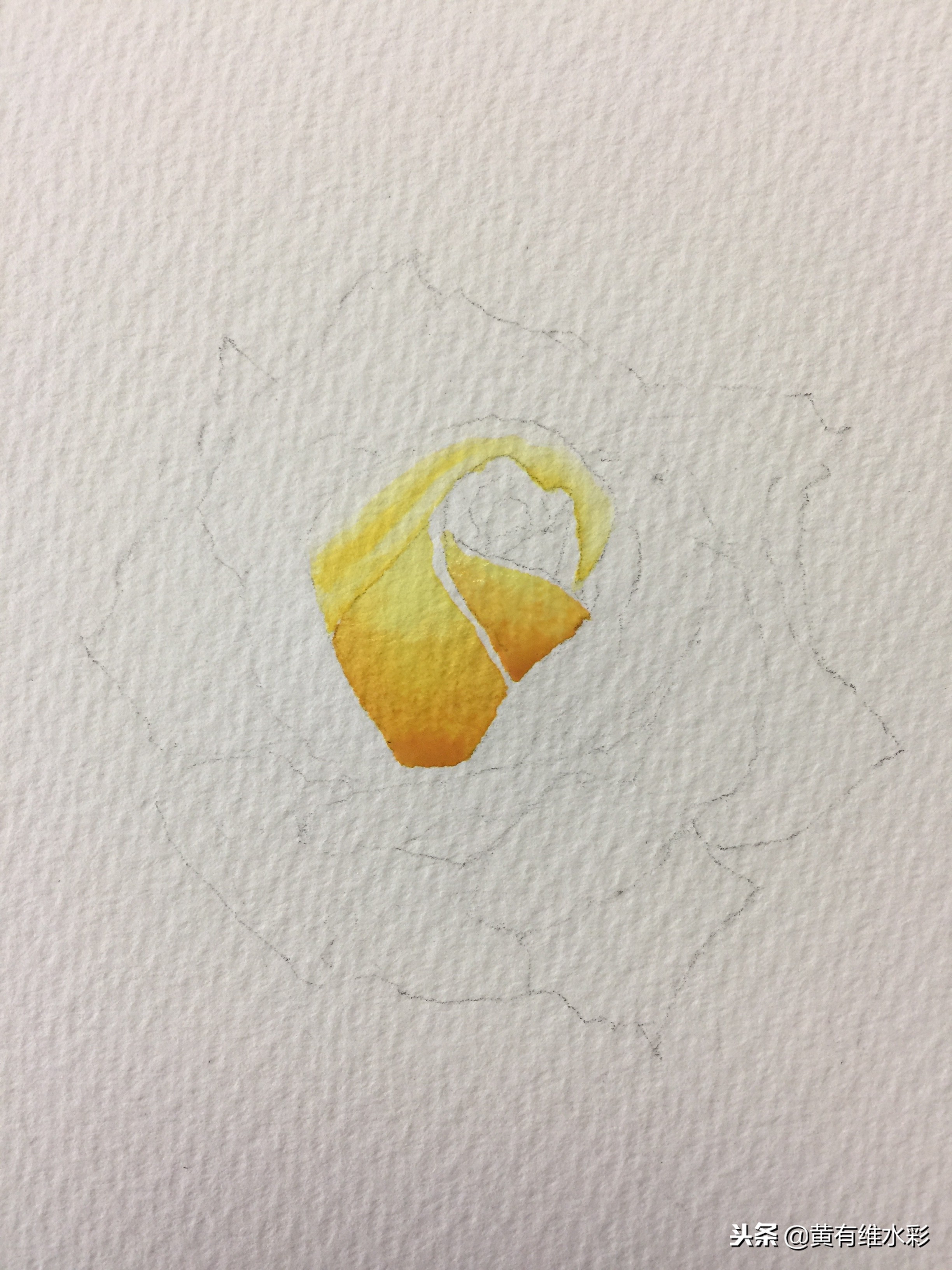 零基础入门水彩的基本画法,黄玫瑰水彩晕染