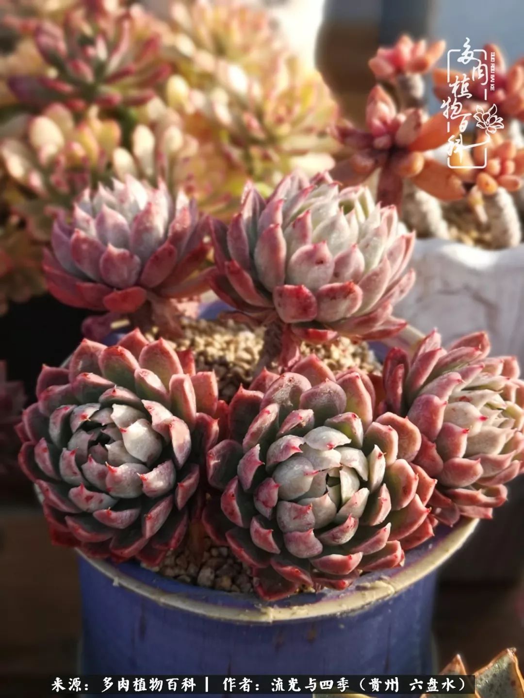 养多肉这几点新手必要知道,在养多肉的路上越走越远