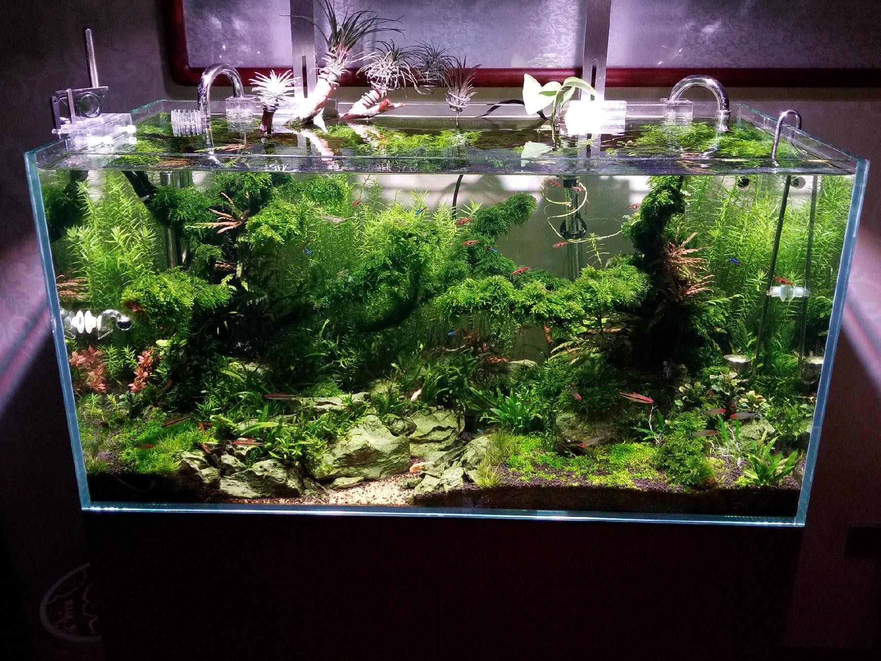 养金鱼的鱼缸过滤器怎么选,鱼缸怎么选金鱼数量