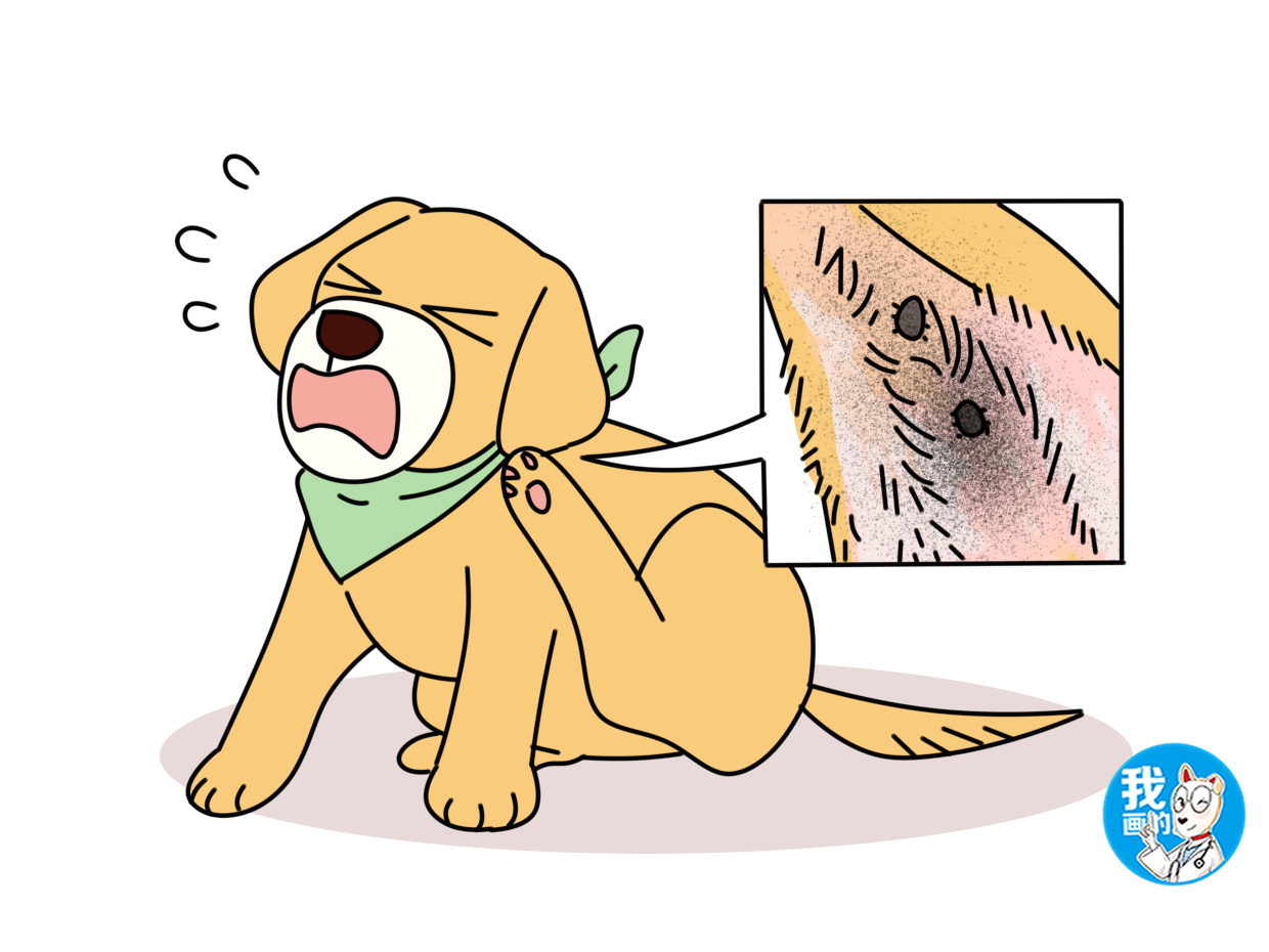 狗狗外力导致耳血肿,狗狗耳血肿会致死吗