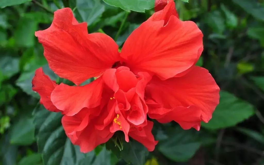 世界各国国花国树大全,世界地图及各国国花