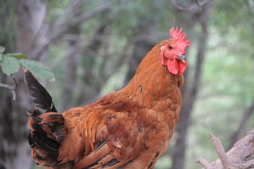 和合谷快餐销量5000万,中式快餐加盟和合谷