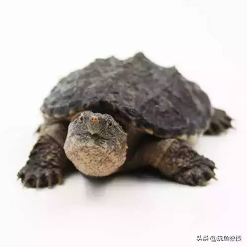 这些东西跑到外面去居然会引起生态危机!