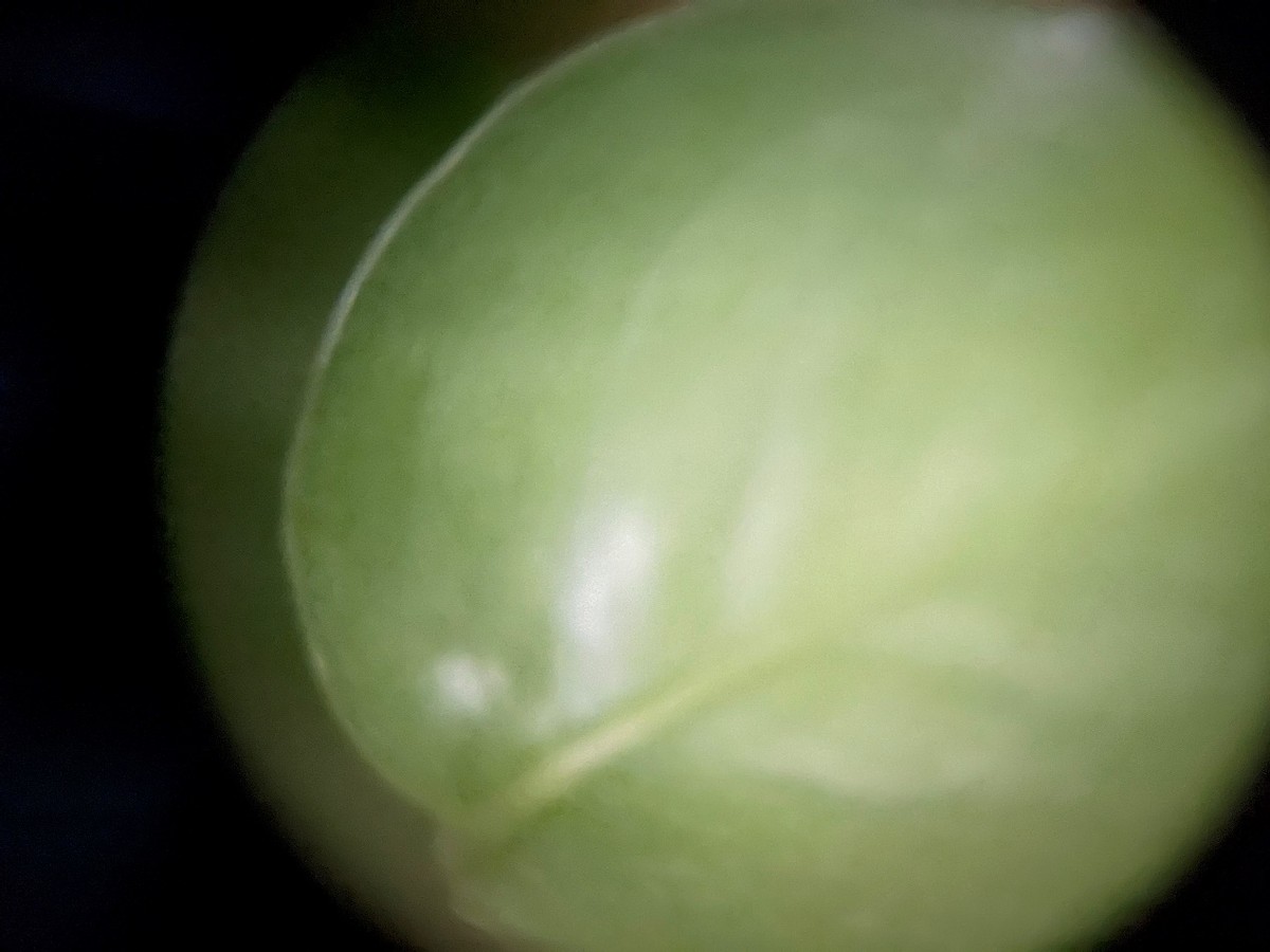 便携望远镜高清高倍星特朗,星特朗单筒望远镜成人高倍高清