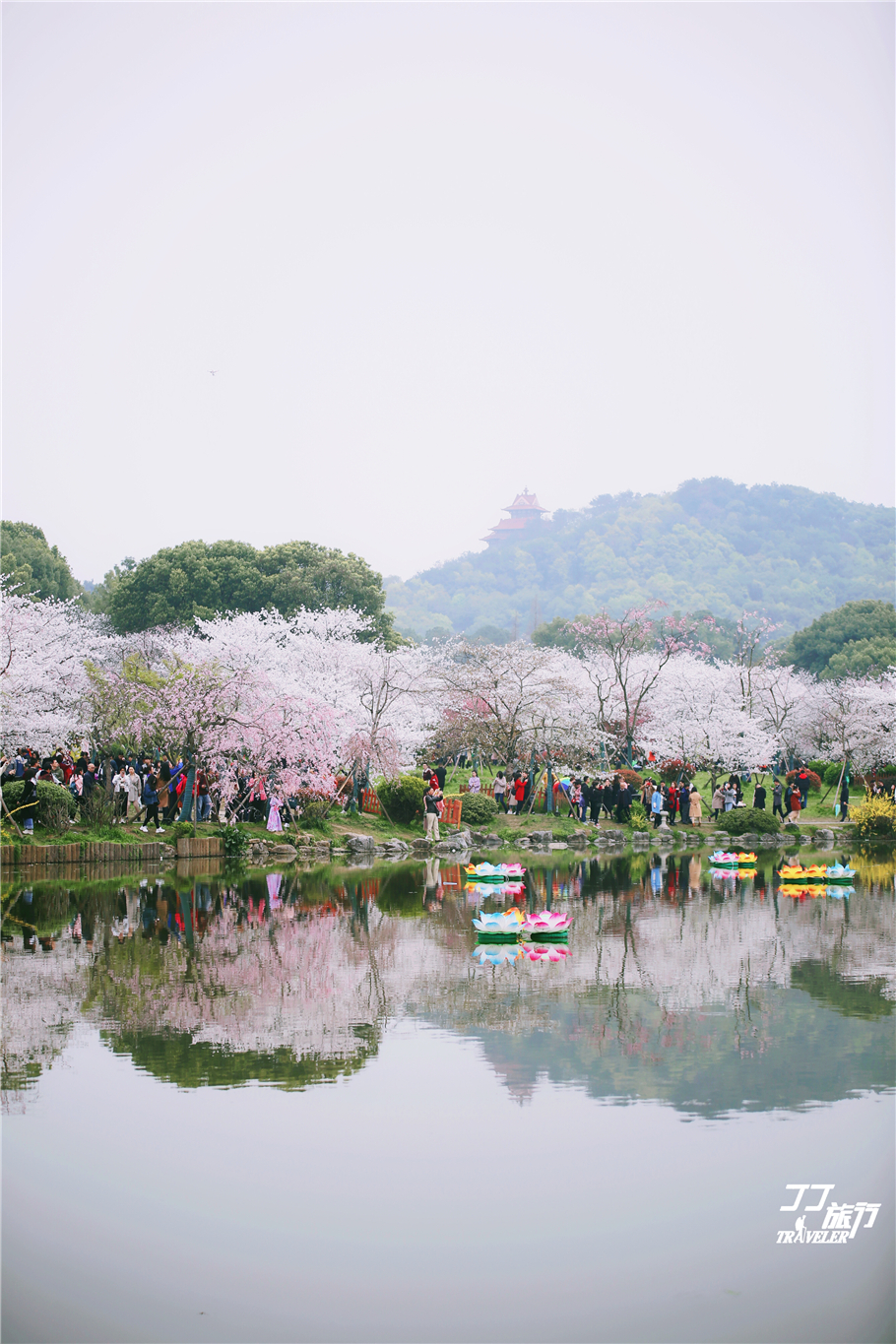 武汉东湖樱花园是世界几大樱花园,世界三大樱花园