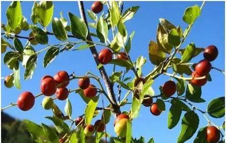 带你们认识这些野生草药,农村随处可见的几种野生中草药