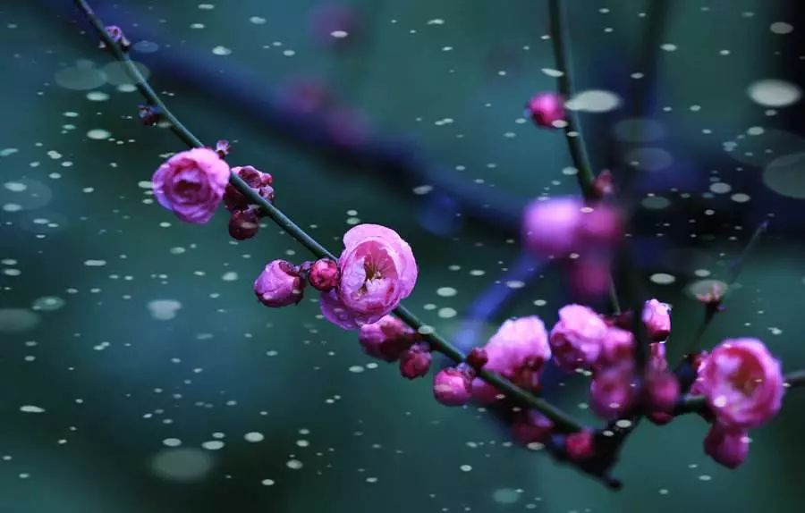 5000日元上的少女：24岁离世的文坛传奇