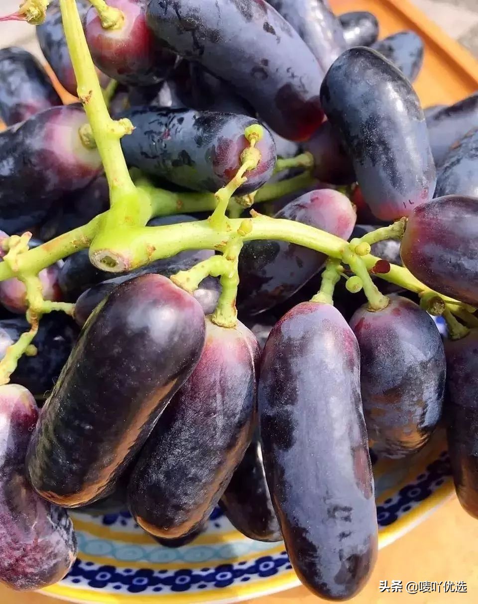 澳洲金手指提子苗,金手指蓝宝石提子