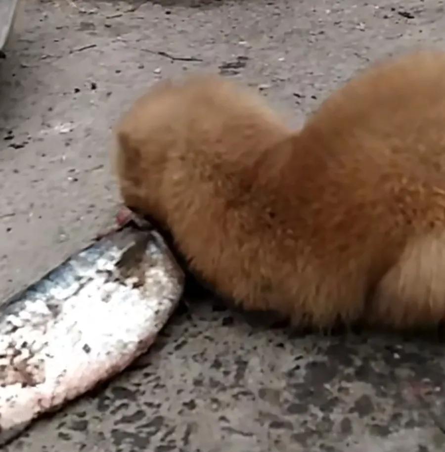 捕捉黄大仙的方法有哪些,黄大仙为什么怕黄鼠狼