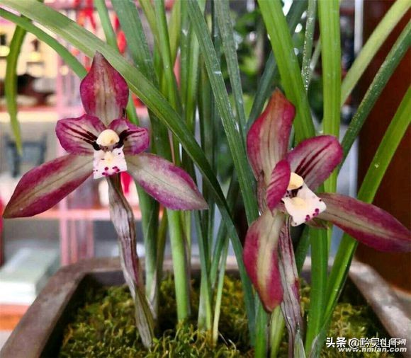 贵州春兰最好的名品兰花,贵州21年兰展精品兰花