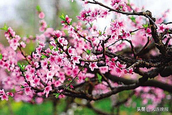 大连英歌石花海,大连十大最美花海
