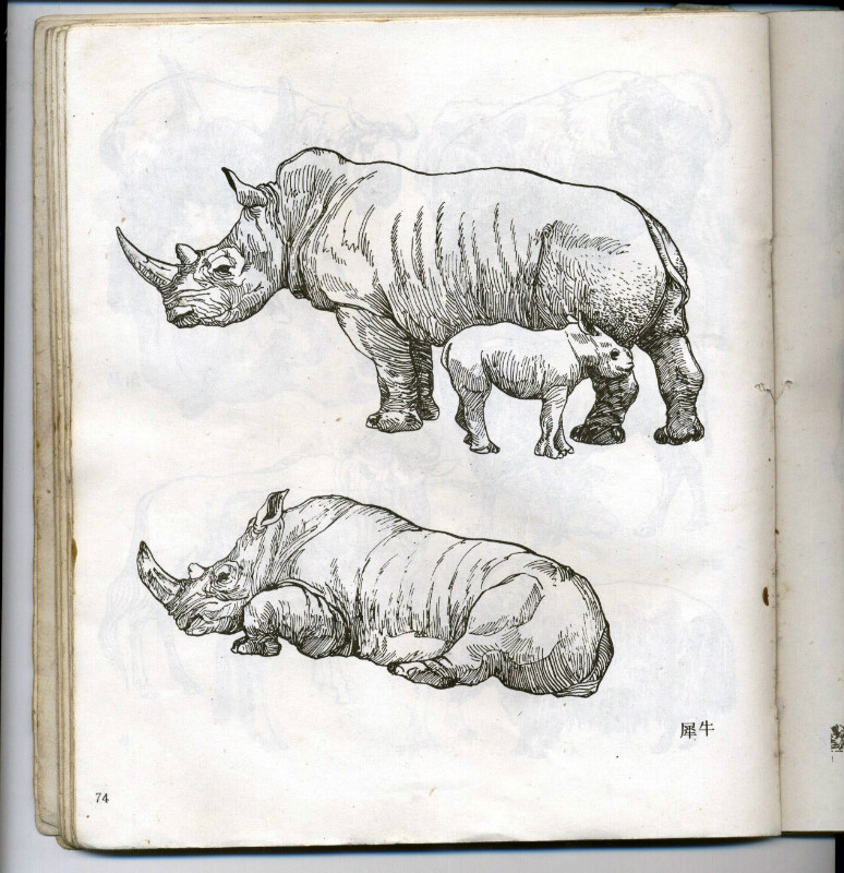 一百幅动物素描,近百幅动物画