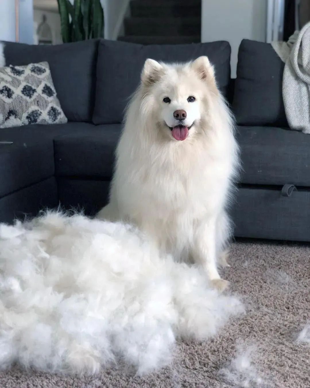 什么狗适合陪孩子长大不掉毛好养,有不会掉毛的狗子