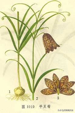 白话草药,中药白话