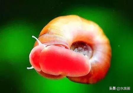 苹果螺属于汽水螺吗,苹果螺观赏螺介绍