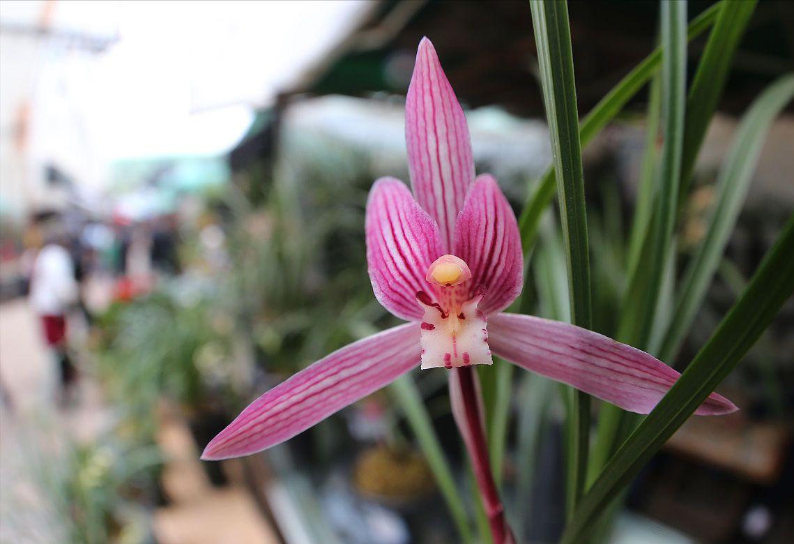 富贵花十大不吉利花,十二种寓意幸福美满富贵吉祥的花