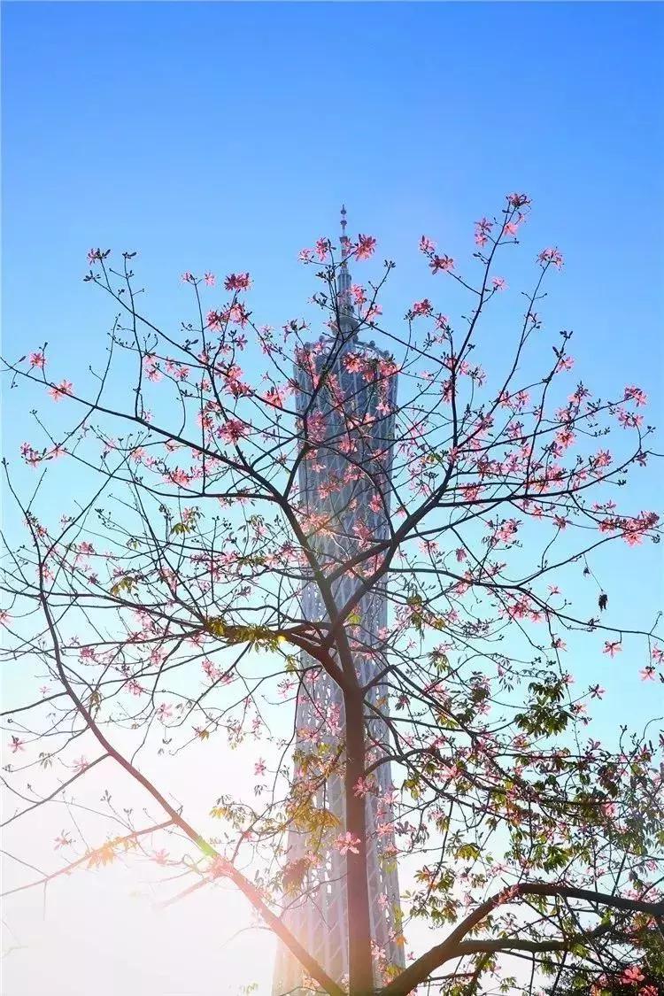 广州现在赏花哪里最好,广州各区赏花全指南