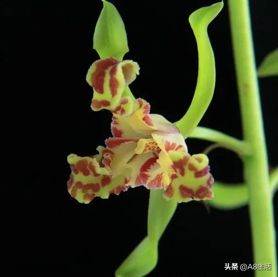 蕙兰兰花品种排名,蕙兰花精品品种