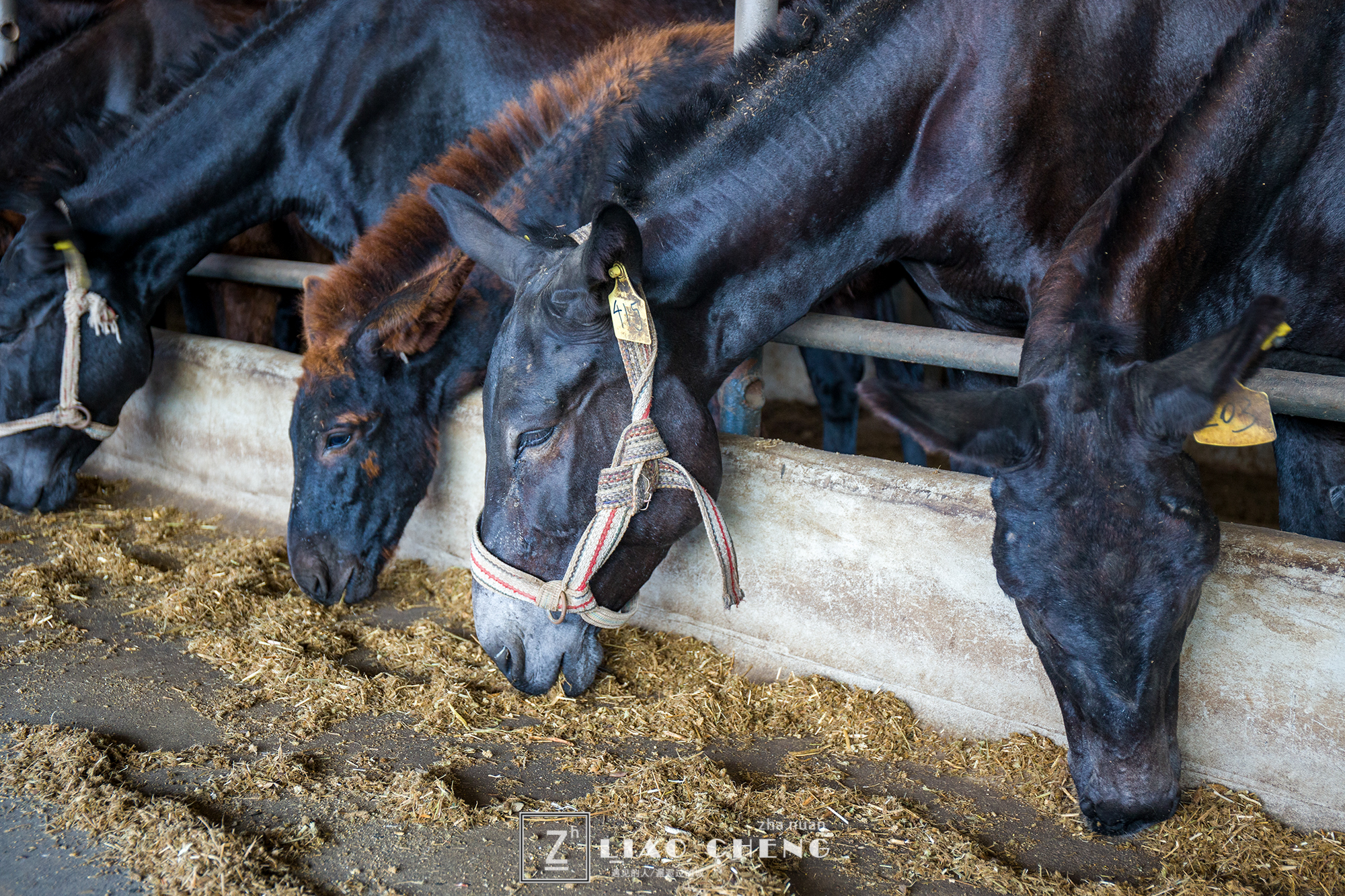 东阿县毛驴养殖基地,黑毛驴养殖基地