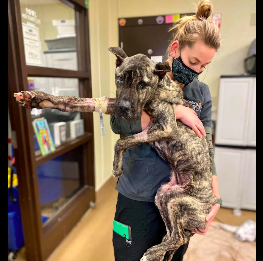 骨瘦如柴的狗狗运气爆棚，接连遇到3位贵人，过上人人羡慕的生活