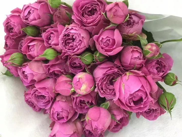 花店常用玫瑰花品种大全,一篇文章带你认识三亚40种花