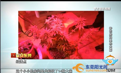 别人种花 你种*麻大**？抓！