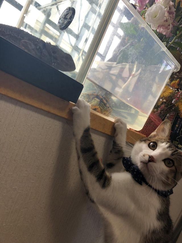 猫咪突袭抓人是什么原因,猫咪突袭抓人