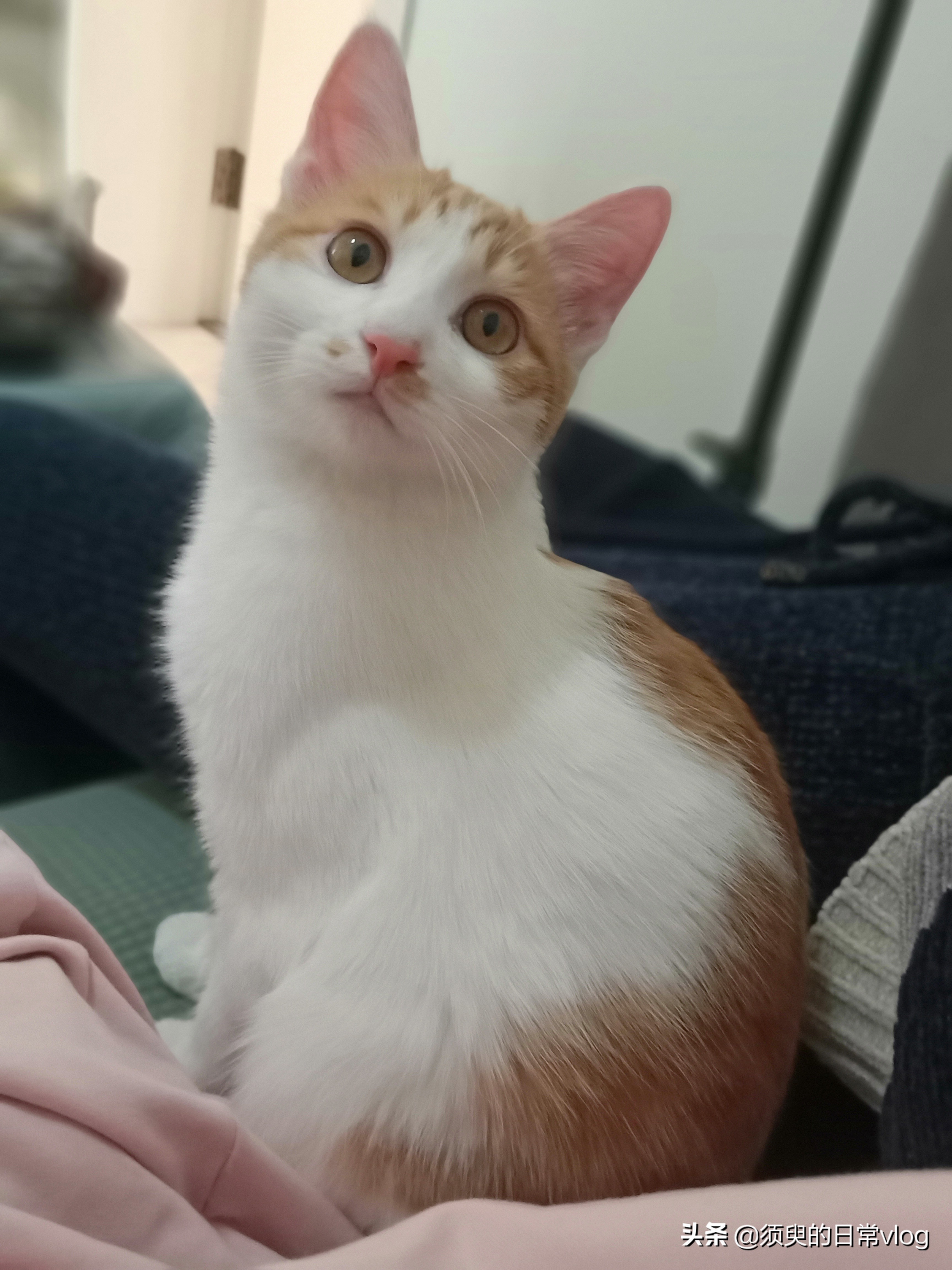 朋友的猫寄养在我家我的猫很凶,猫寄养在别人家有什么禁忌