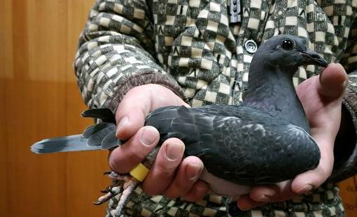 如何把过路鸽子引下来,怎么把鸽子变成一只信鸽