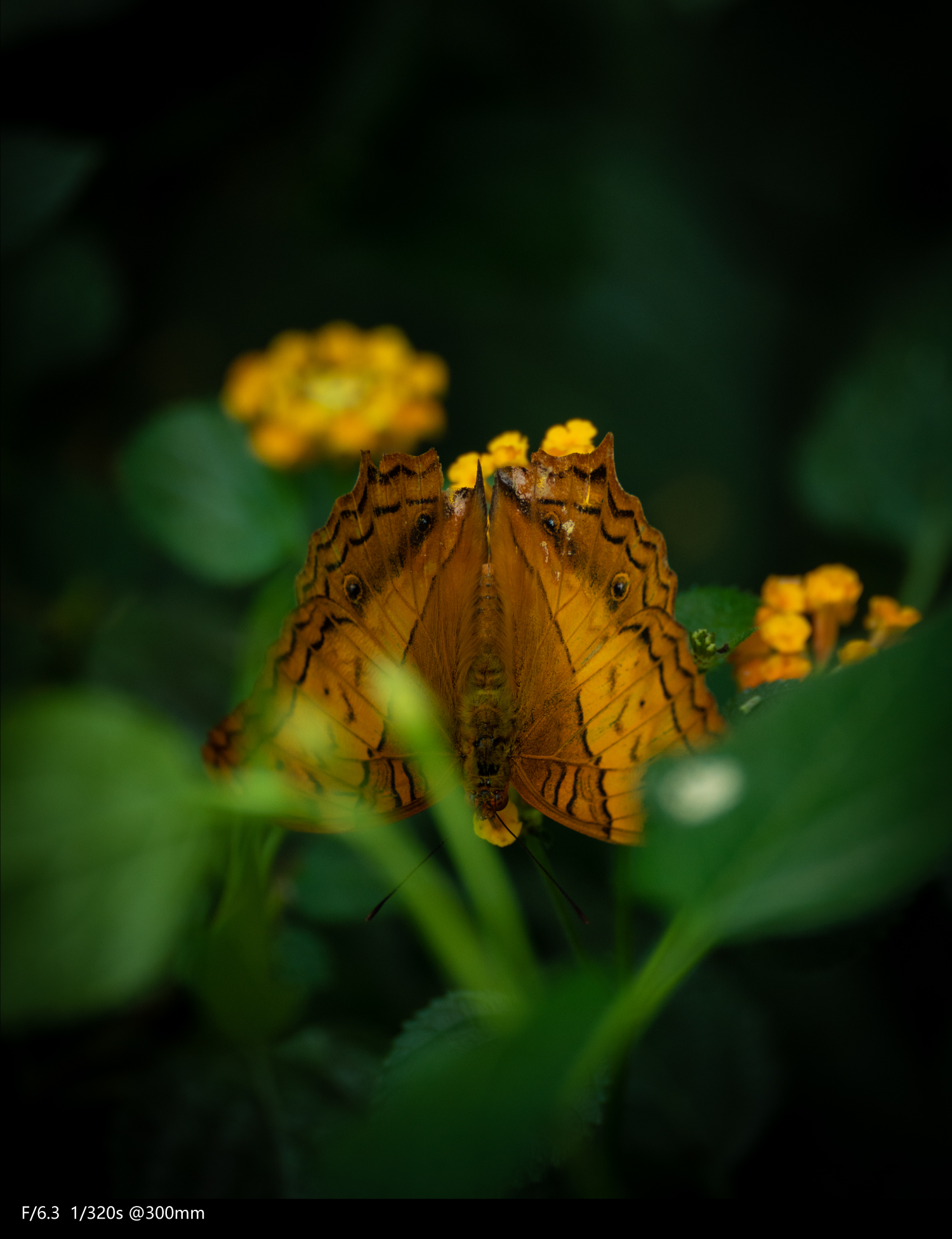 全画幅腾龙70-300,腾龙70-300e卡口