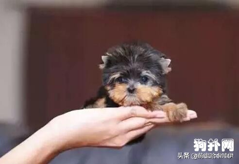 茶杯犬可不可爱会不会咬人,养茶杯犬的好处