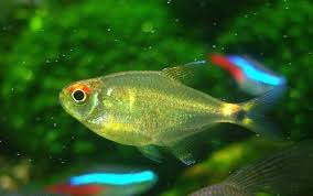 草缸灯鱼专用灯,适合草缸养的灯鱼