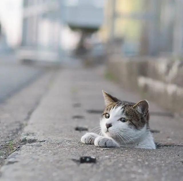 猫咪胡子从根部脱落什么原因,猫咪胡子弄掉了怎么办