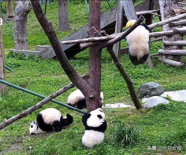 大熊猫幼崽窒息视频,大熊猫幼崽窒息后续