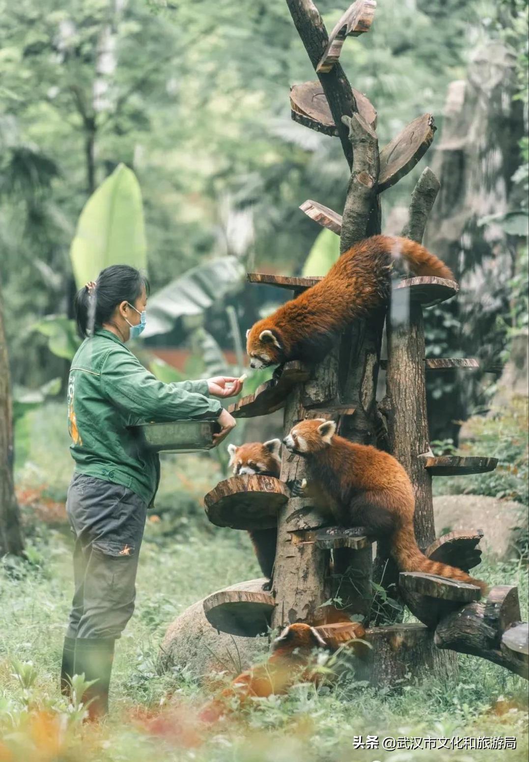 武汉动物园改造升级工程,武汉动物园升级最新消息
