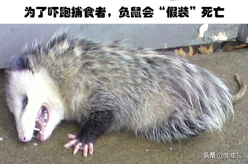 一些不知道的关于动物的小知识,关于动物的十个冷知识