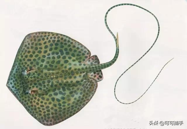 你不知道的海洋里面有什么,十种你没见过的海洋生物