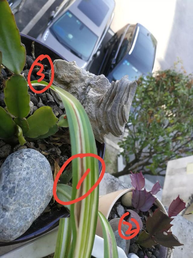 金心吊兰叶子发白怎么回事,金心吊兰叶子发皱