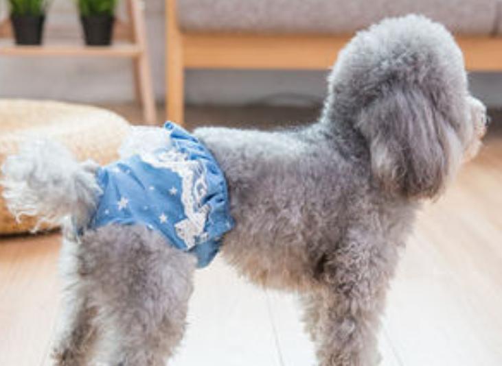 狗狗第一次来例假的注意事项,狗狗来月经了要注意什么事项