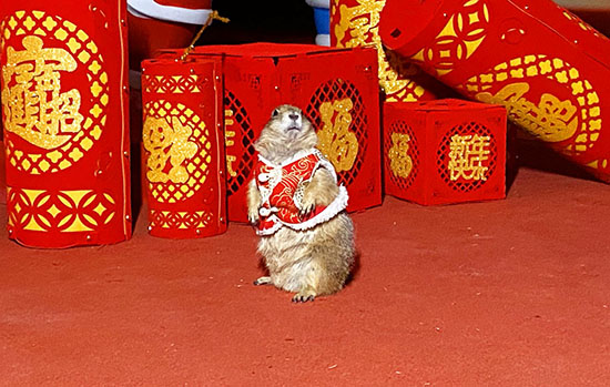 企鹅展区升级新年上新天津海昌极地海洋公园鼠年生肖票仅售9.9元