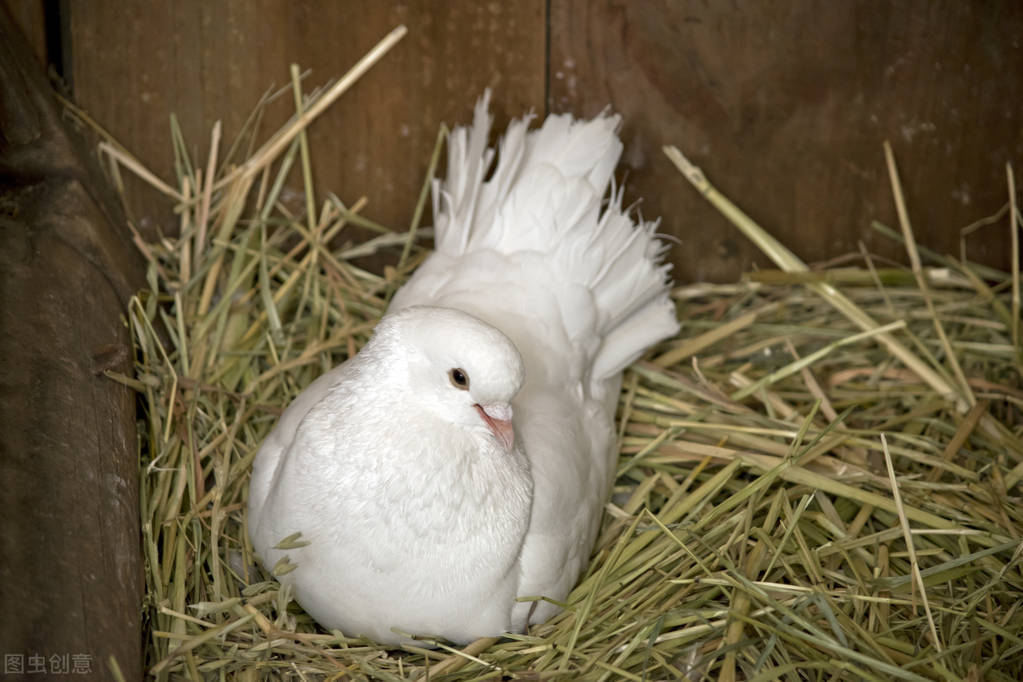 家里经常丢东西是怎么回事,家里老是丢鸡怎么回事