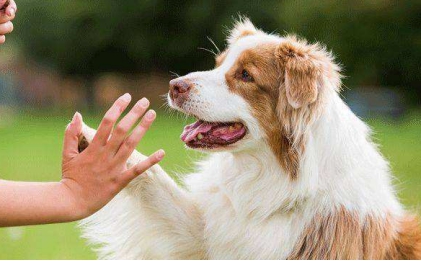 狗狗体外寄生虫用什么药好,狗狗体外虫卵怎么驱除