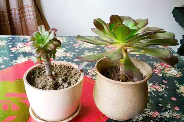 多肉砍头发芽后怎么养护,碧桃多肉砍头扦插可以带着枝条吗