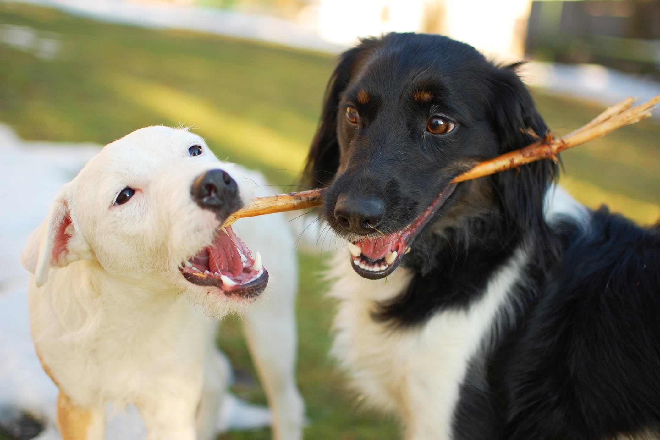 狗狗癫痫的症状视频,狗狗癫痫病发作时应该怎么办