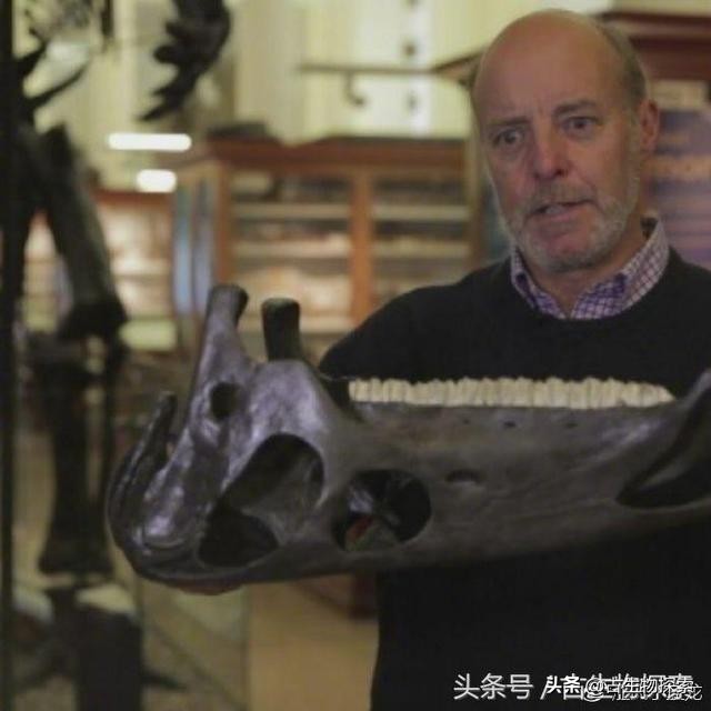 恐龙是目前发现的最古老的生物吗,恐龙是不是长颈鹿的祖先