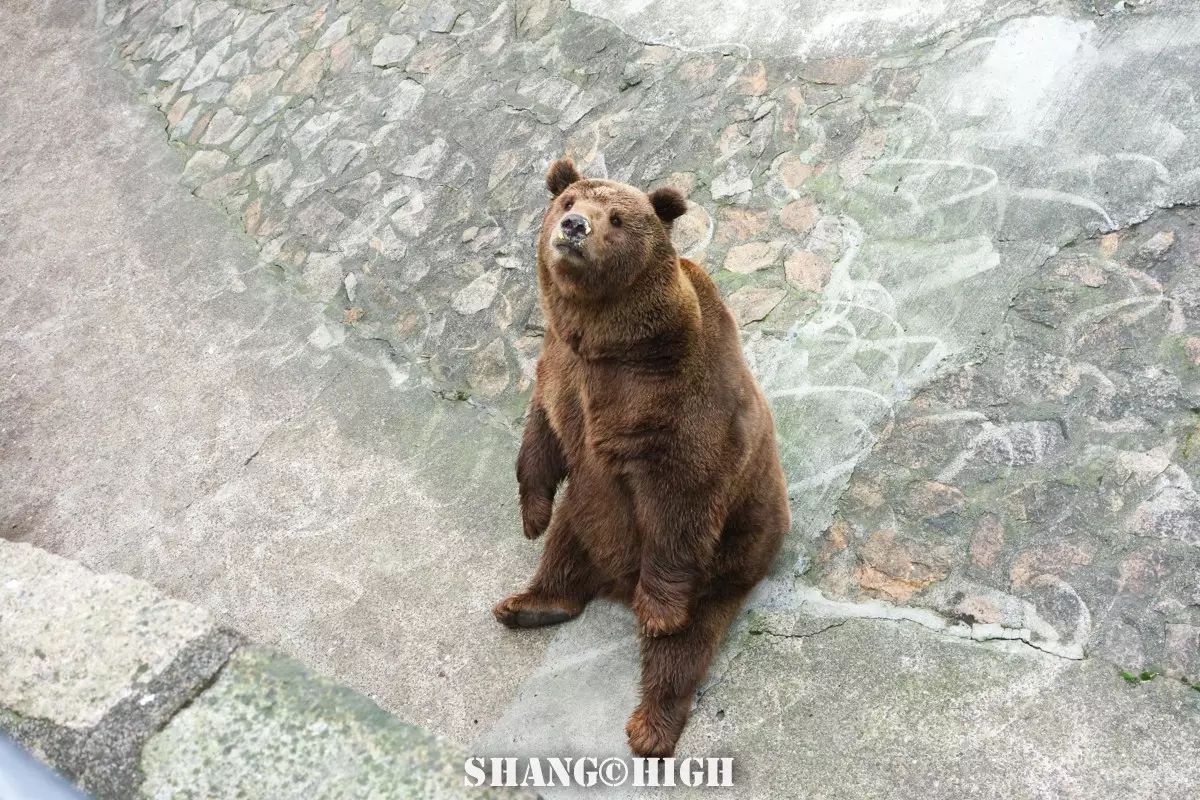 记者探访广州动物园,动物园观察动物