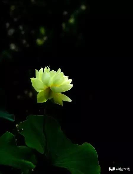 夏夜诗词佳句:松间小槛接波平,月澹烟沉暑气清