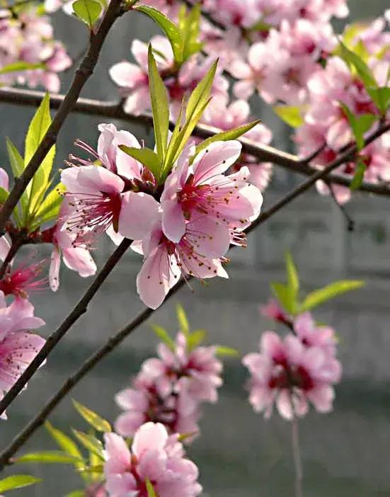 好书推荐快来领取你的宝藏书单,100种百花图谱大全