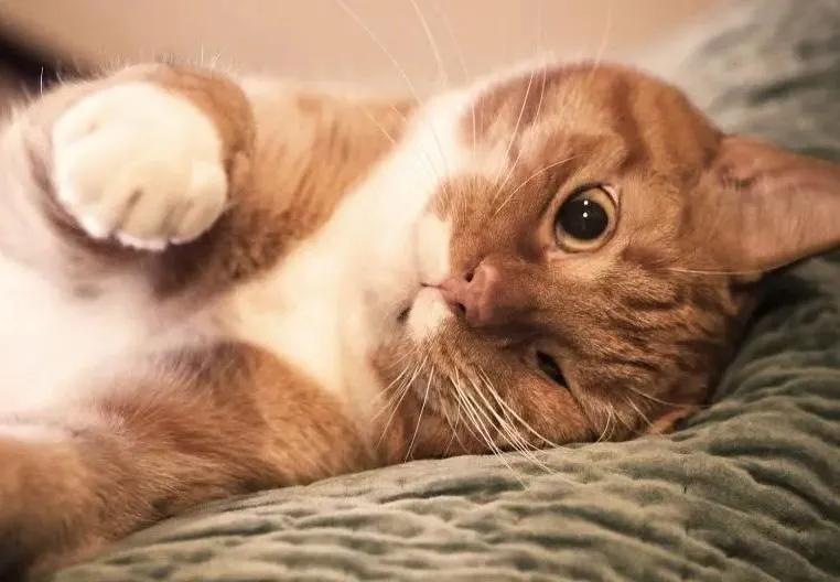 常见的猫咪品种,猫咪常见品种