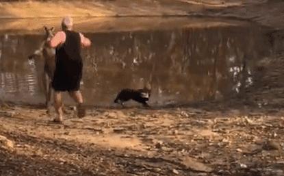 澳洲袋鼠真正的样子,真正的澳洲袋鼠